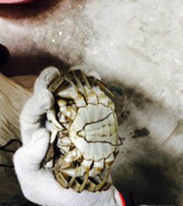 螃蟹怎么绑视频