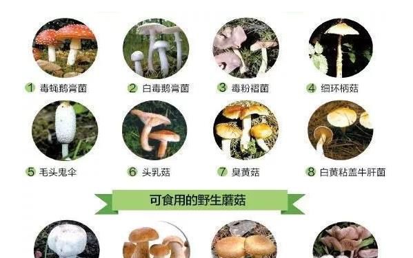 在野外如何鉴别可食用的蘑菇