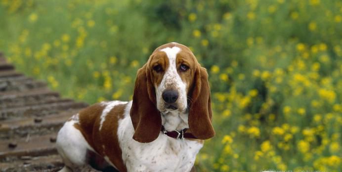 养狗有什么好处？