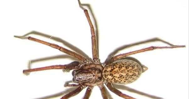 盘点世界十大最毒蜘蛛