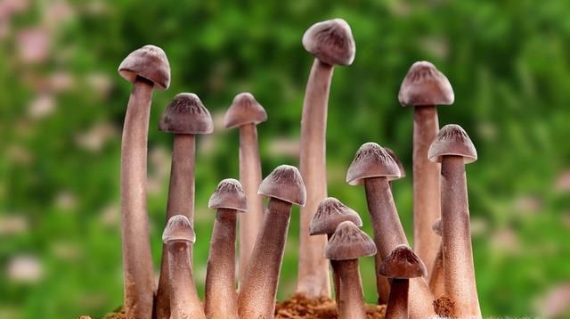 云南常见的野生食用菌大盘点