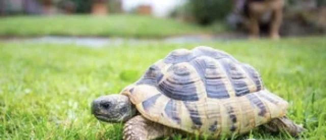 乌龟冬眠要放水吗？乌龟冬眠后不吃东西怎么办