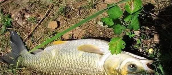 玉米粒钓鱼的泡制方法