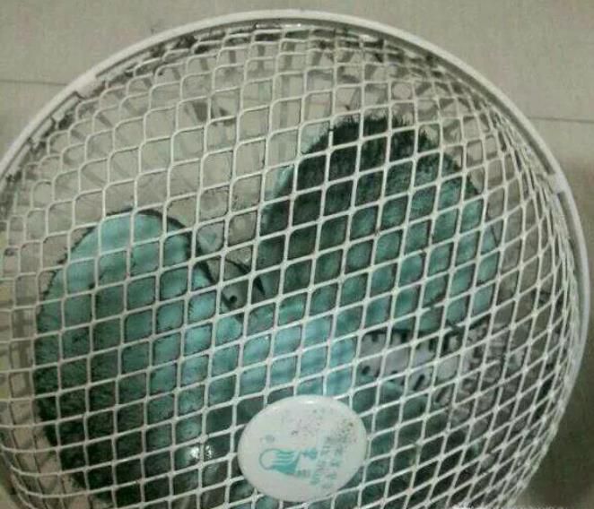 电风扇清理小方法