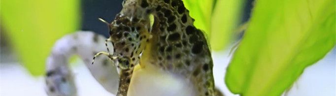 为什么海马的幼子由雄性产下？