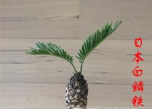 白鳞铁树养殖技巧