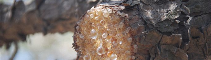 为什么松树能出松脂？