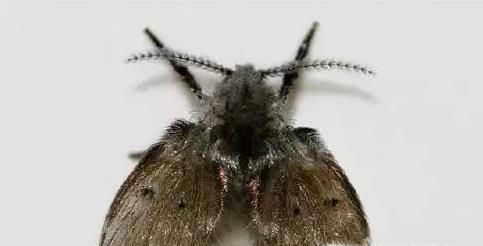 家里有飞虫怎么办 怎么消灭家里的小飞虫?