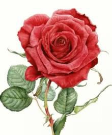 几朵玫瑰表示的含义