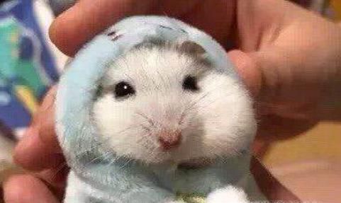 被金丝熊咬出血怎么办