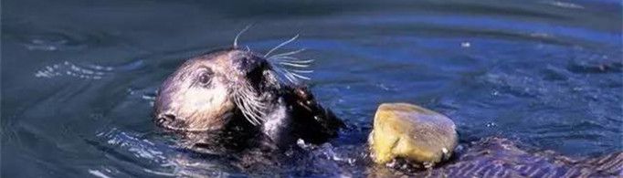 为什么海獭老带着块石头？