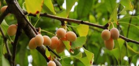 银杏果摘下来怎么处理