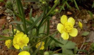 猫爪草的功效与作用