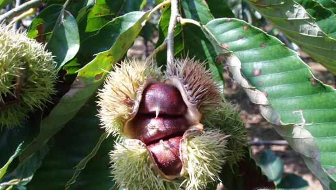 怎样存放板栗才不会长虫