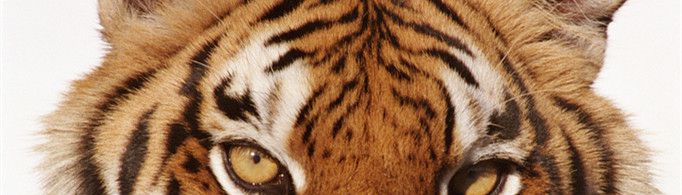 为什么东北虎又叫白额虎？