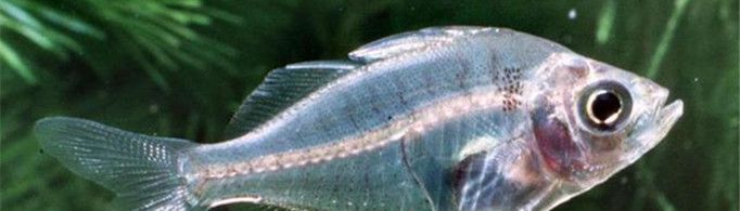 为什么鱼身上长有侧线?