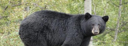 黑熊怎样过冬