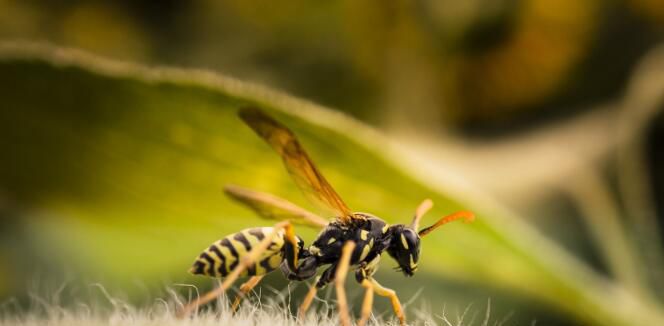 被蜜蜂蛰了怎么处理
