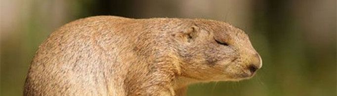 为什么称土拨鼠是“睡鼠”？