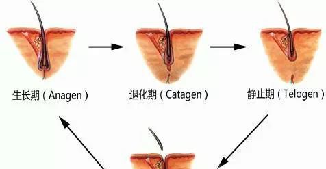 怎么样才算是脱发呢？