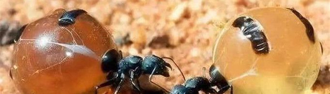 为什么蜜蚁的肚子特别大?