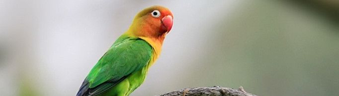 为什么虎皮鹦鹉有时候要歪着脑袋看东西?