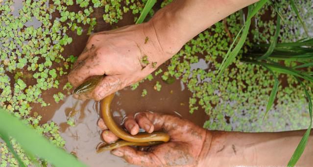 黄鳝和望月鳝如何鉴别