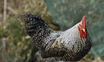 芦花鸡的外貌特征