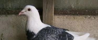花头白条鸽配种时注意