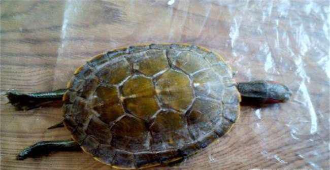 乌龟是什么时候冬眠的详细介绍