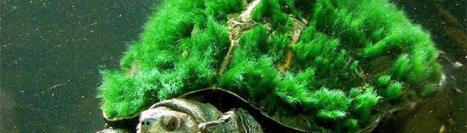 为什么绿毛龟身上会长绿毛？