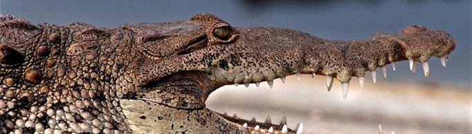 为什么鳄鱼要定期换牙？