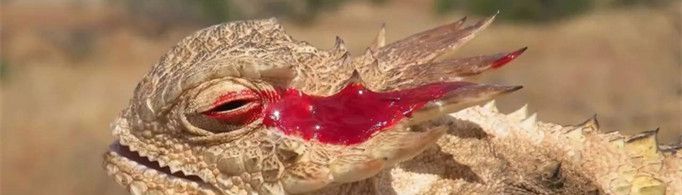 为什么角蜥的眼睛会喷血？