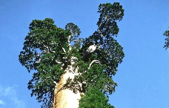 世界上最大的树