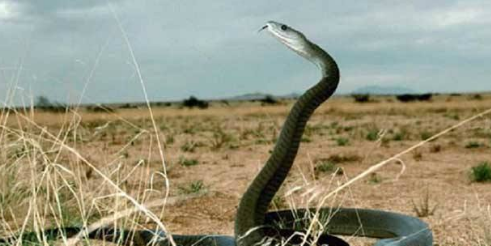 世界上最毒的蛇