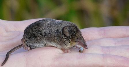 世界上最小的哺乳动物