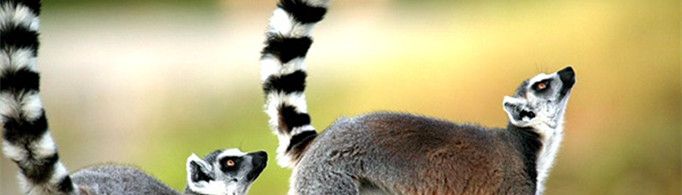 为什么环尾狐猴常竖起尾巴?