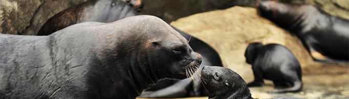 群居的海狮怎样找到自己的孩子?