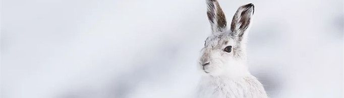 为什么雪兔会变色?