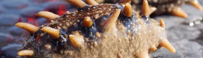 为什么海参失去内脏不会死?