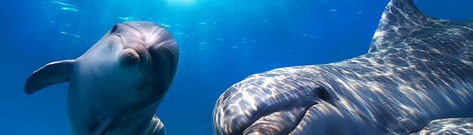 为什么海豚不睡觉?