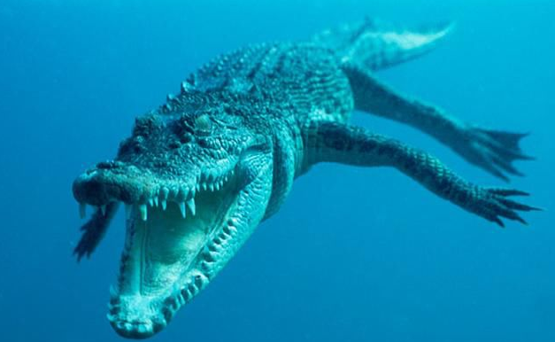 世界上最大的鳄鱼