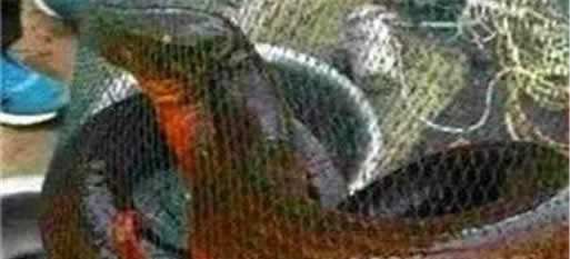 世界上最大的黄鳝