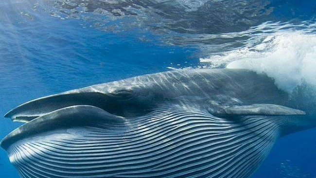 世界上最大的鲸鱼