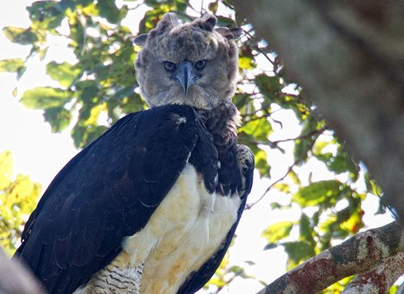 世界上最大的鸟
