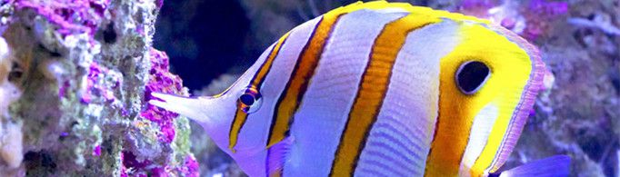 为什么蝴蝶鱼会变色？