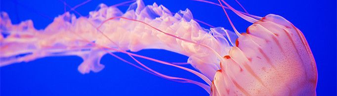 为什么水母没牙却会咬人？