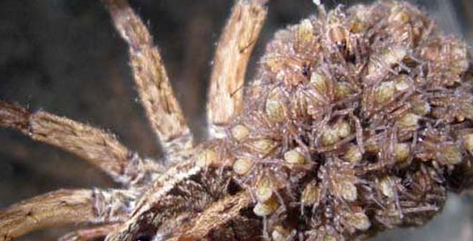 世界上最大的蜘蛛