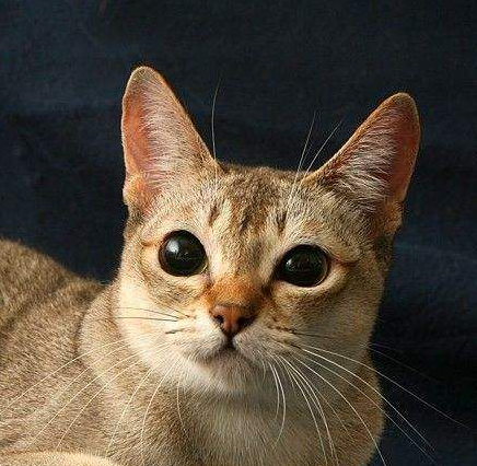 世界上最小的猫