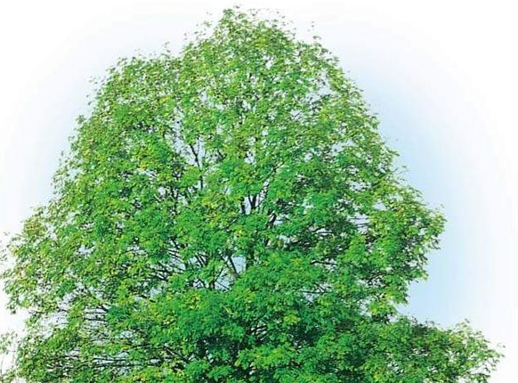 世界上最高的树